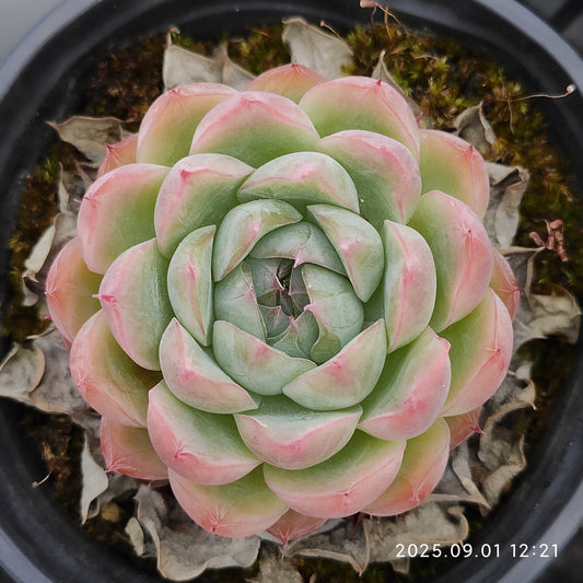 QN707 ピンククリスタルローズ（9cm pot）