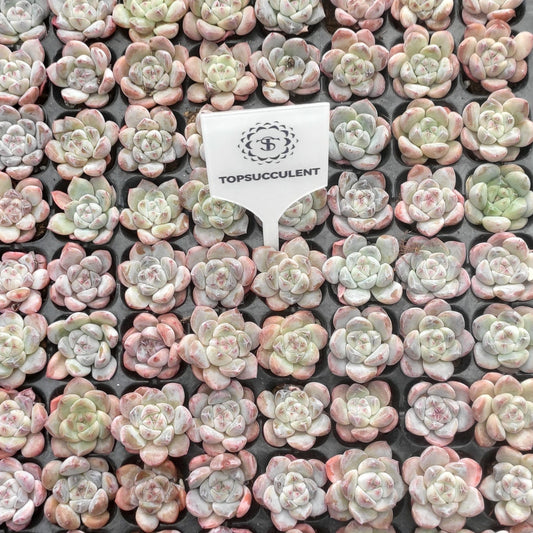 20658  ジェイドバタフライ（玉蝶）Hyb（3cm pot）（ポット苗）