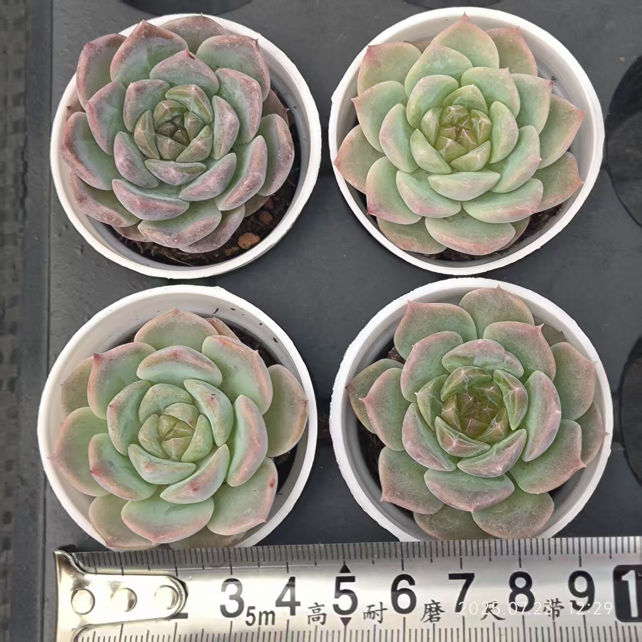 XL124 ロリジェニー（5cm pot)