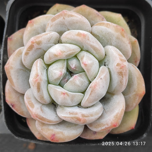 MMT693 サンガ(7cm pot)