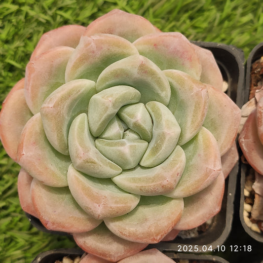 NGN641 アイスグリーン（7cm pot）