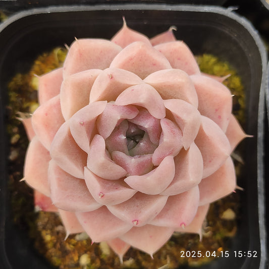 QN745 シェリー(6.5cm pot)