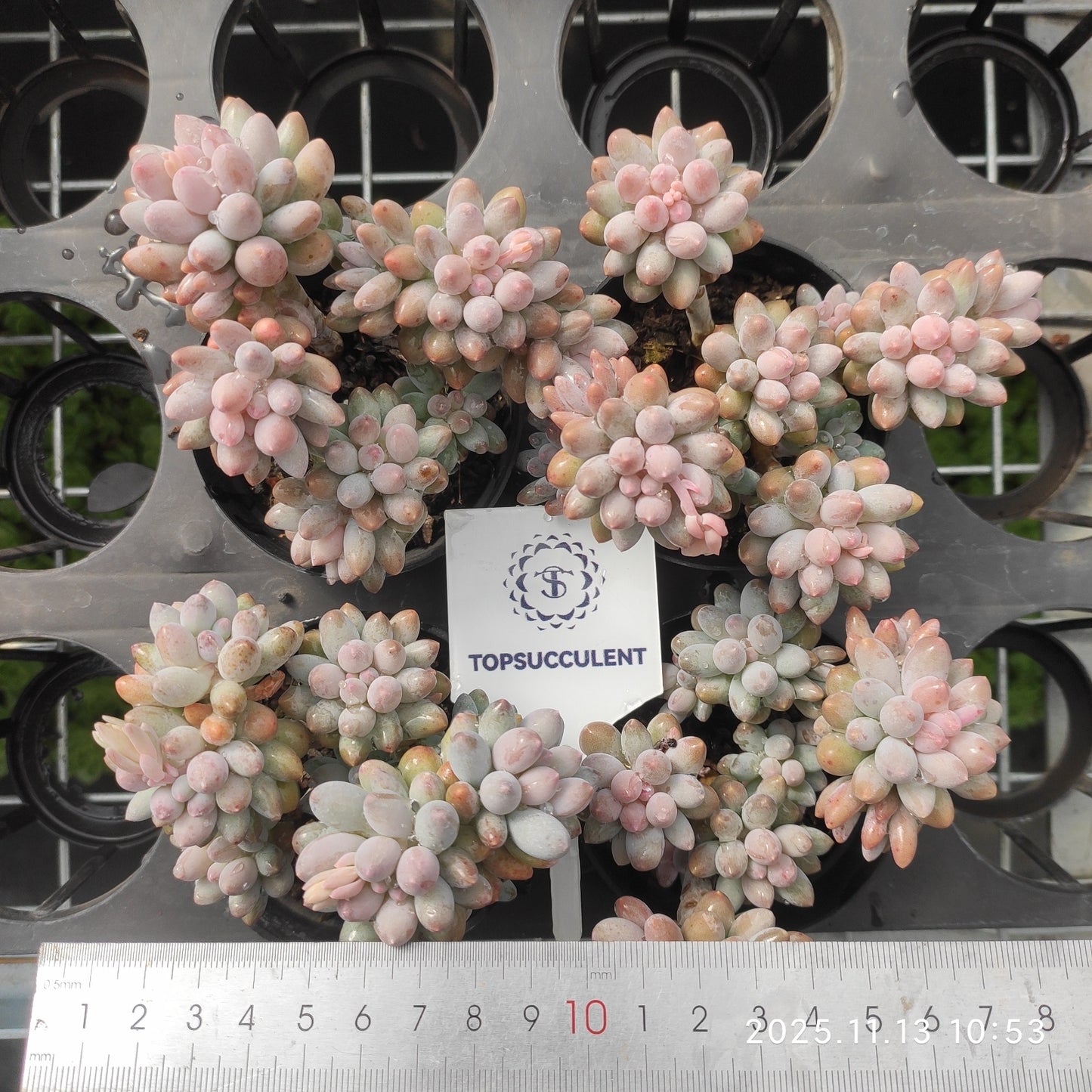 22427  ベビーフィンガー（9cm pot）