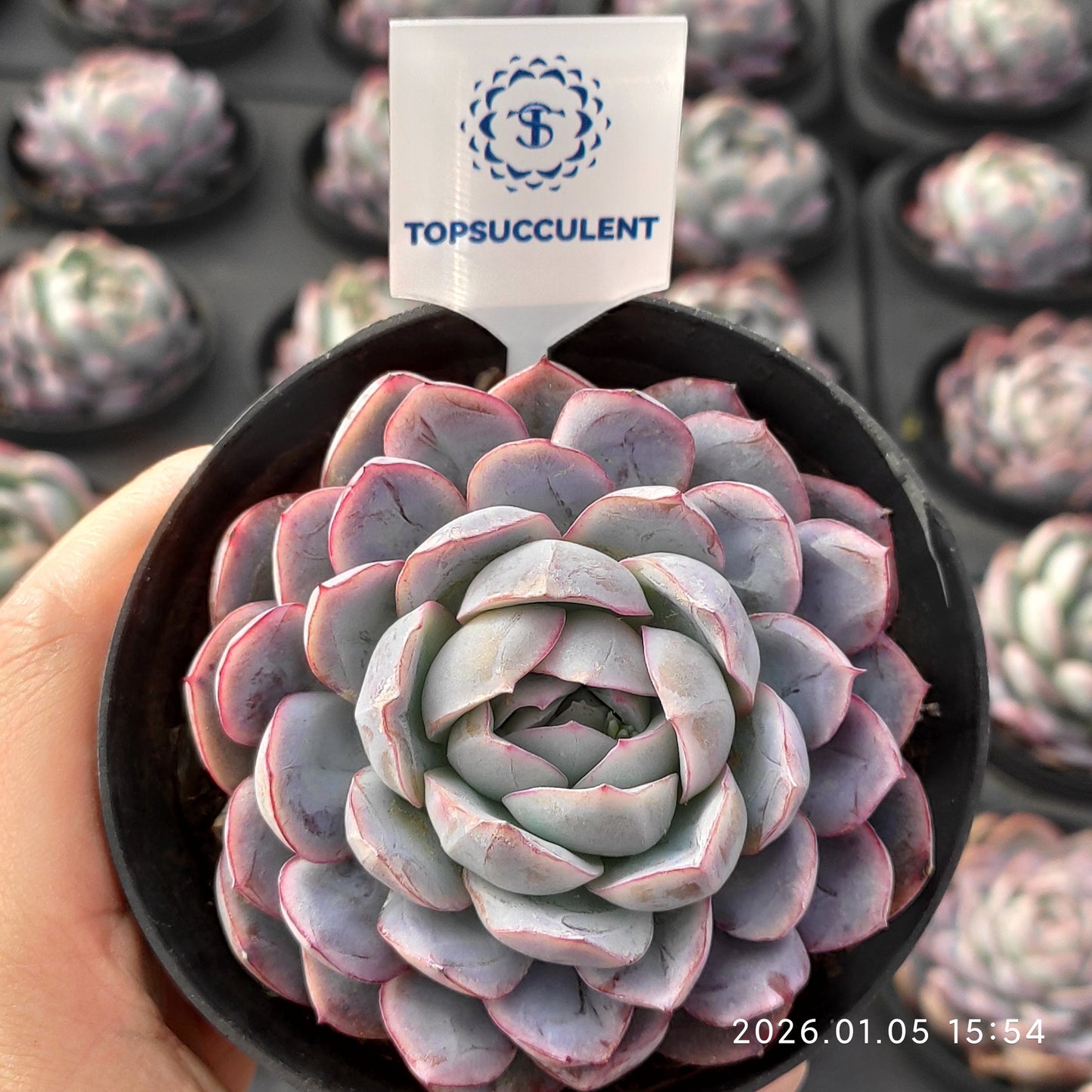 24528 アイス　ピュア