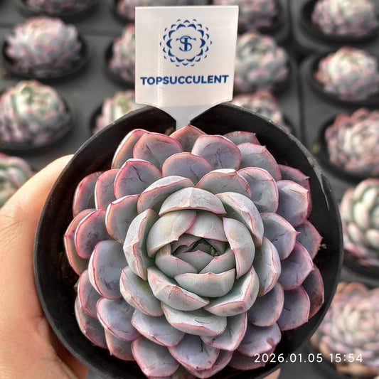 24528 アイス　ピュア