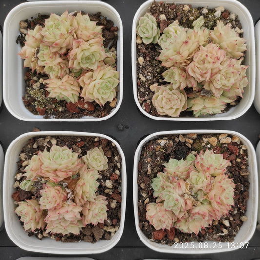 WWA345 クイーン（7cm pot）