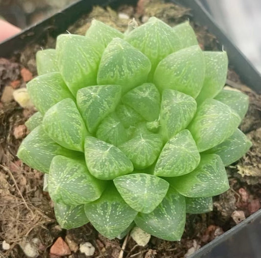 CS135 スノーフレーク (7cm pot)