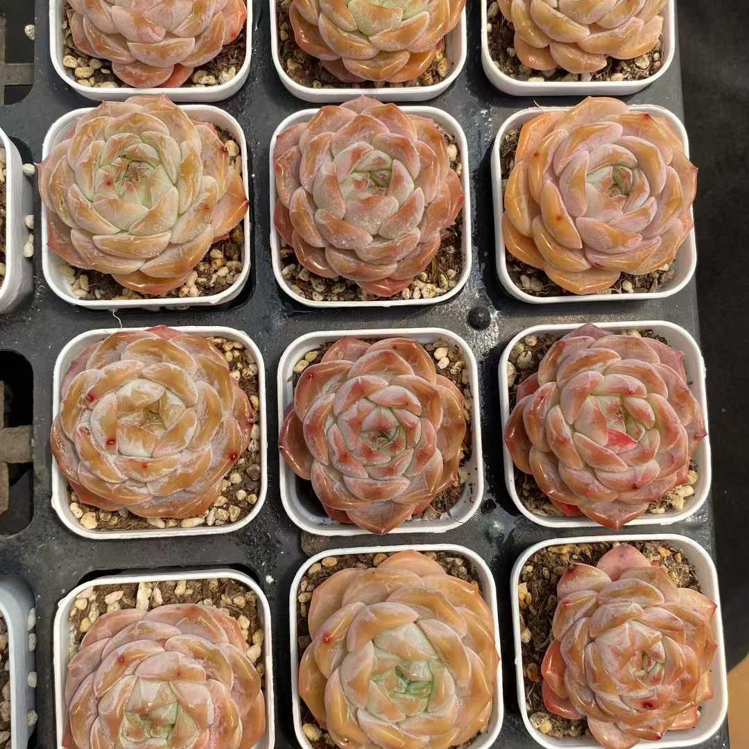 12035 アイススピリット