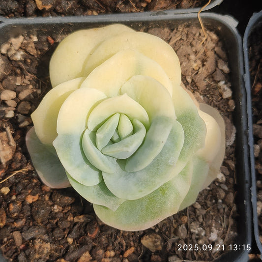 ZX250 ラブリーローズ錦（7cm pot）