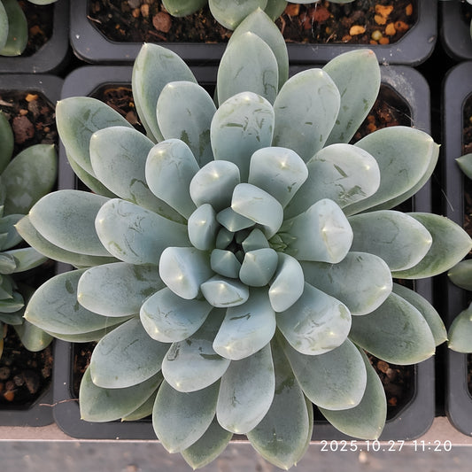 ZAJ082 ジェフリー（12cm pot）