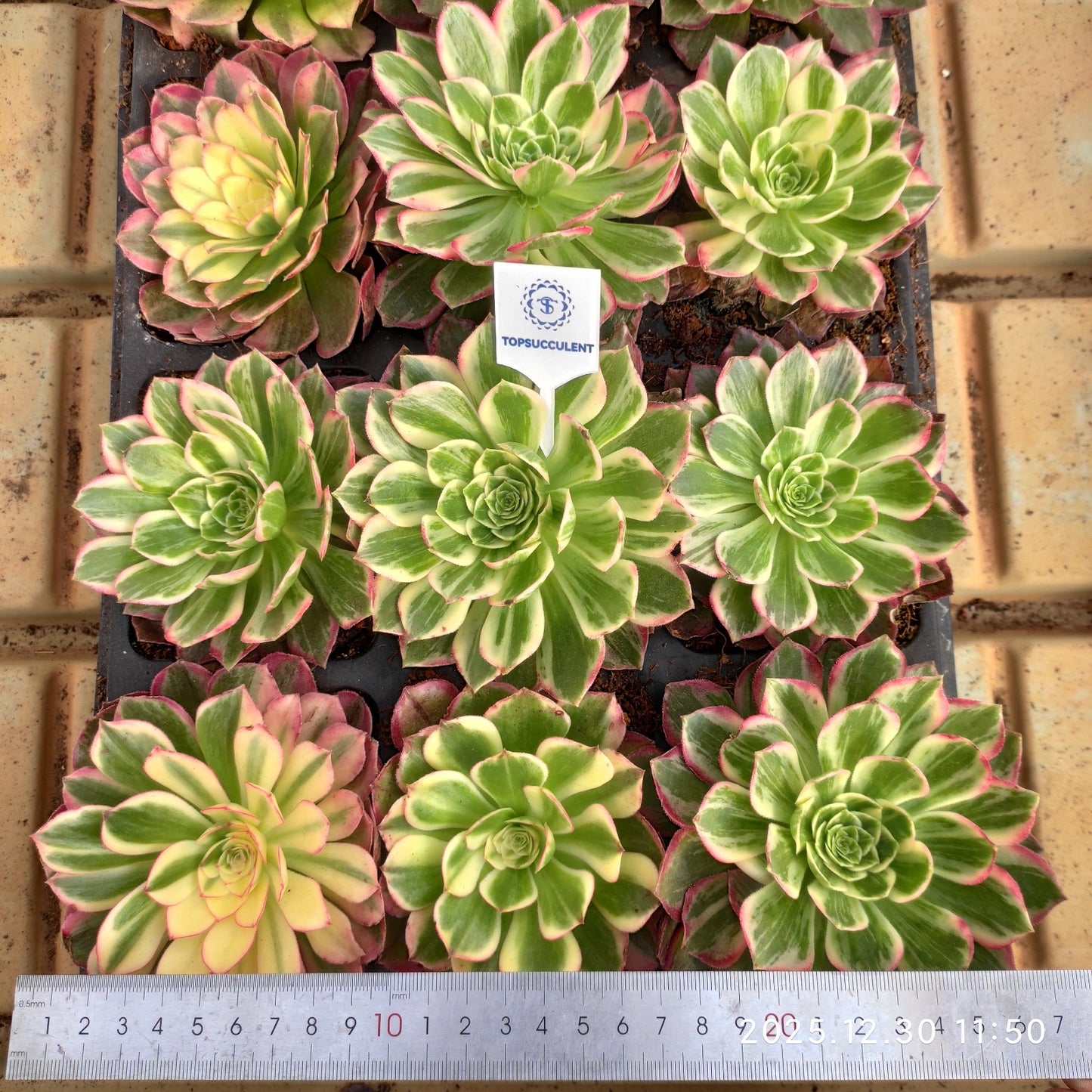 24055 ミルク　ワイト