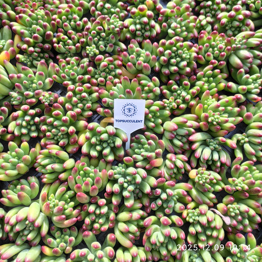 220753 カライドスコープ（カット苗）