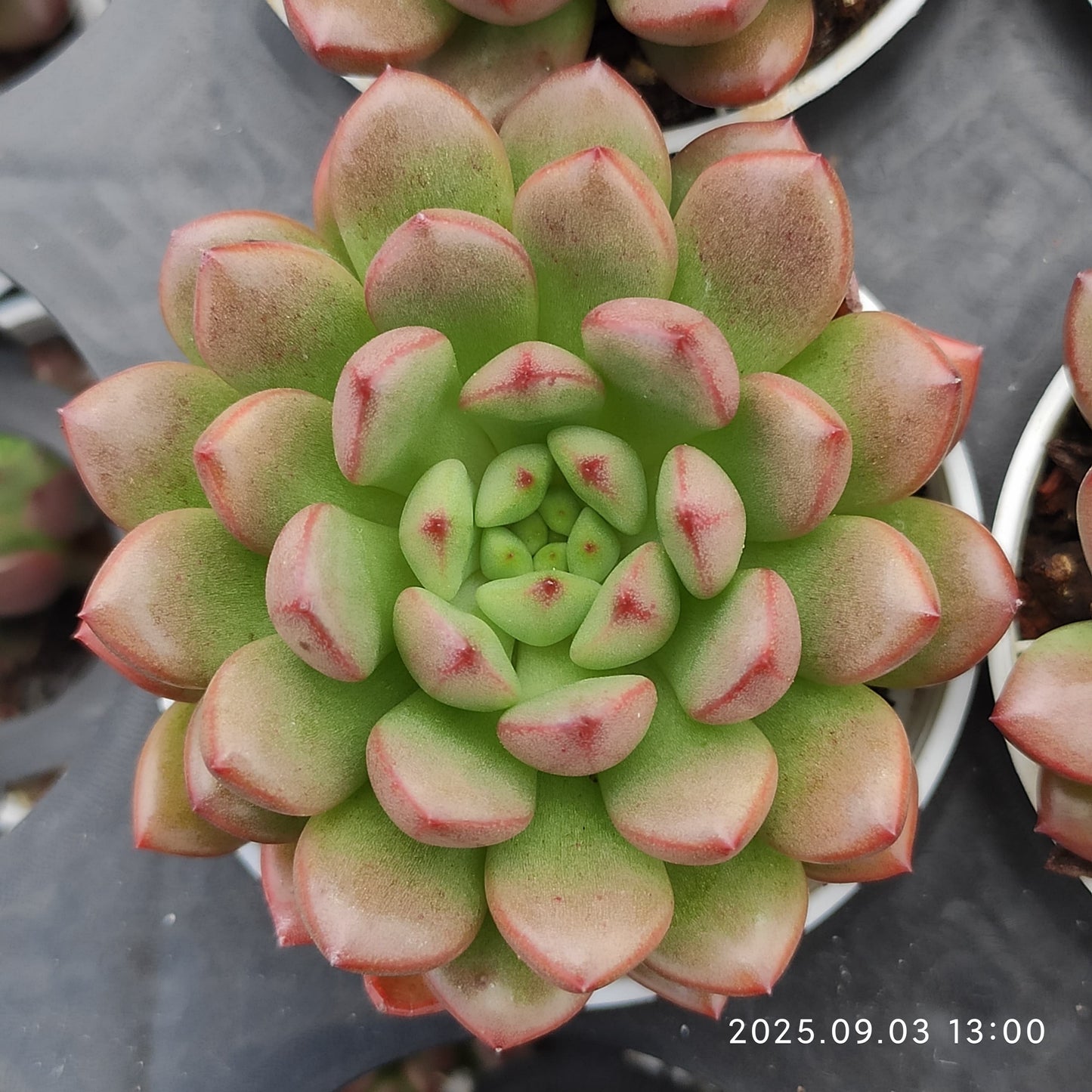 11552 ピンク　ルビー（5.5cm pot）