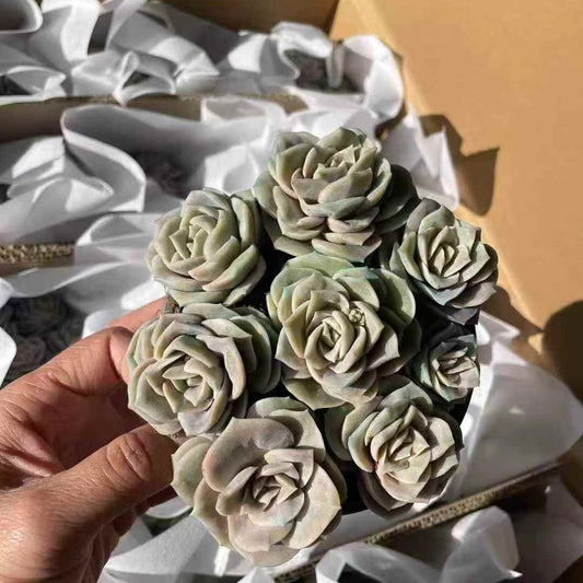 24216 ラブリーローズ