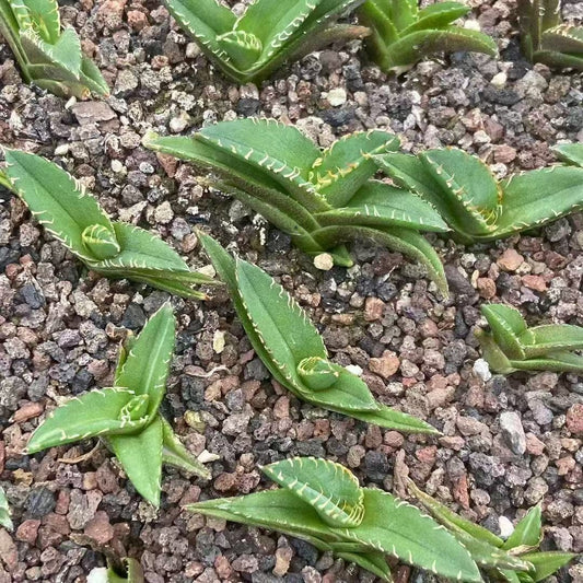 20301 アガベ　チタノタ　巨歯鯊（5cm pot）