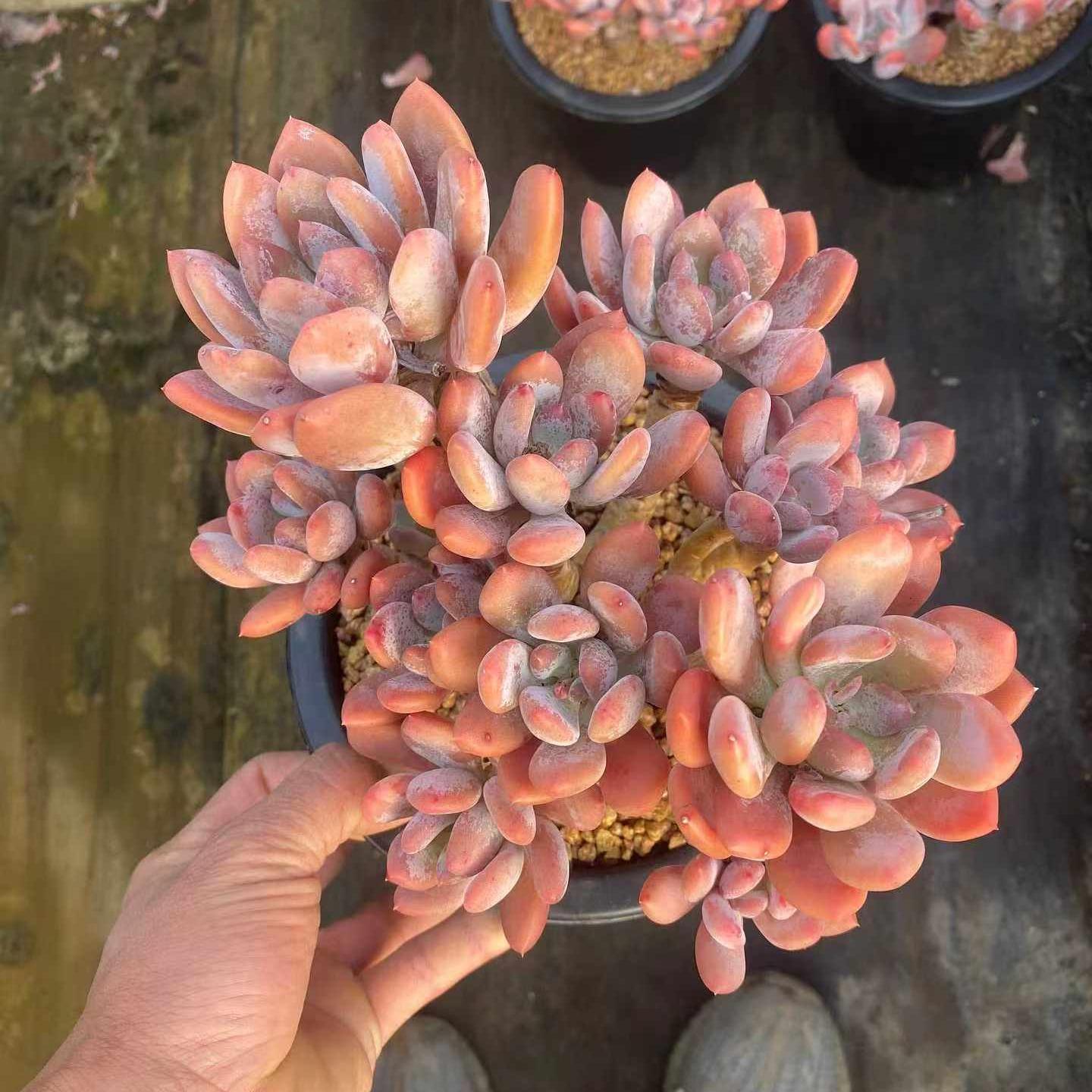 360024 ドリーム　ローズHyb