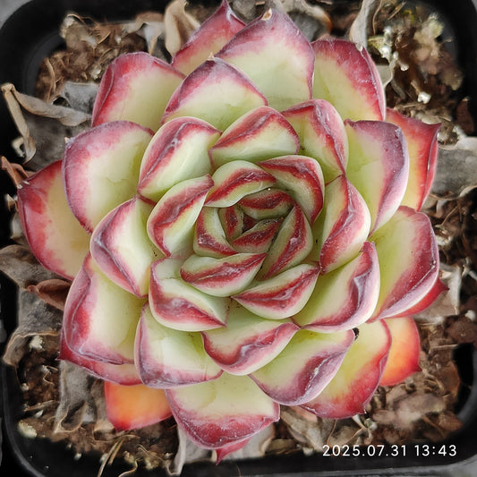 MMT722 メキシコプリドニス （7cm pot）