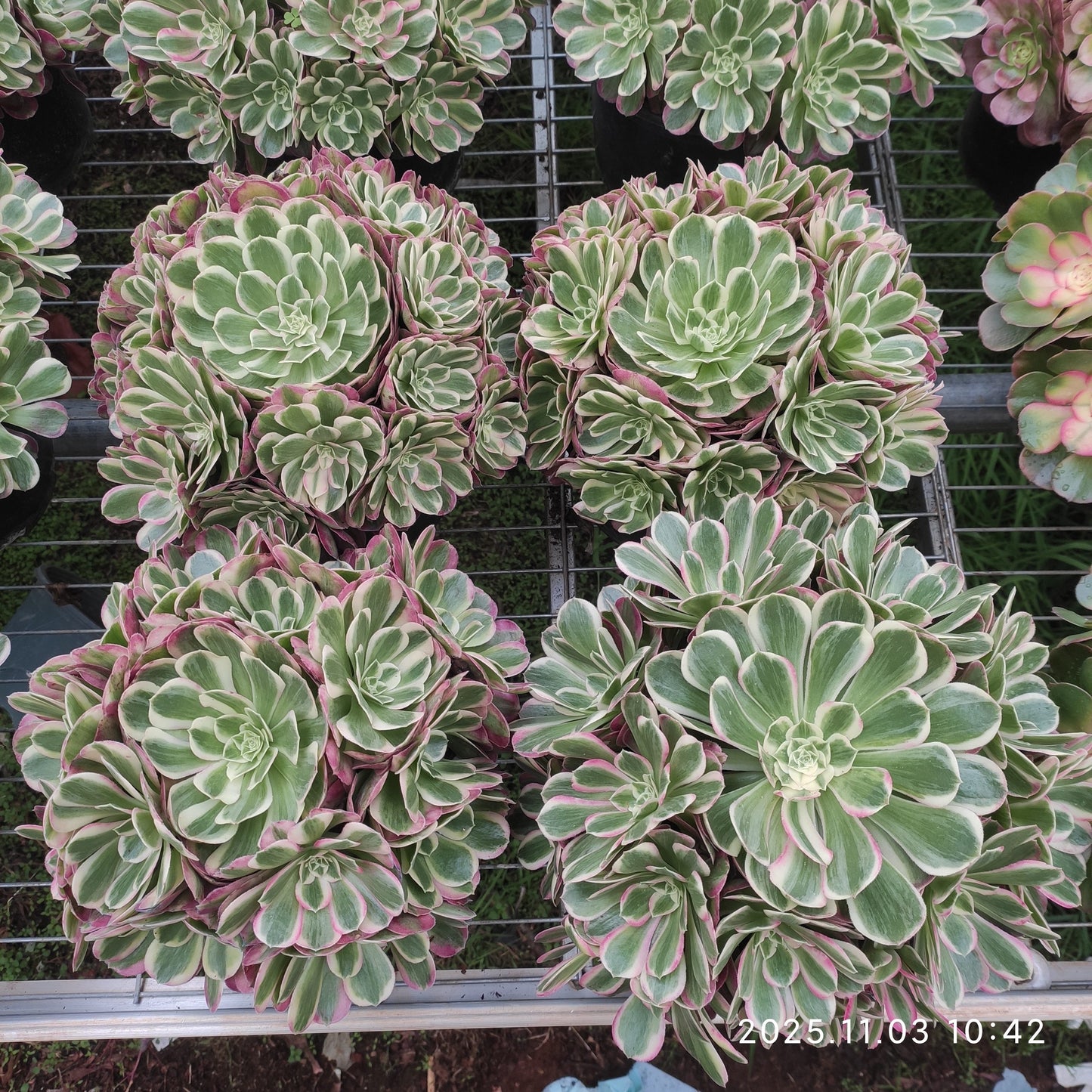 22347 シー　ゴッド（20cm pot）