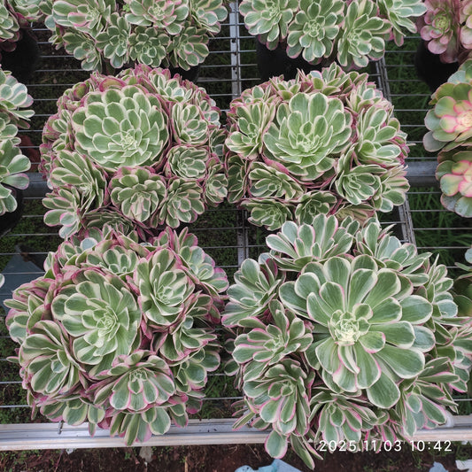 22347 シー　ゴッド（20cm pot）