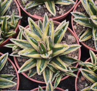 ZL047  輝山（9cm pot）