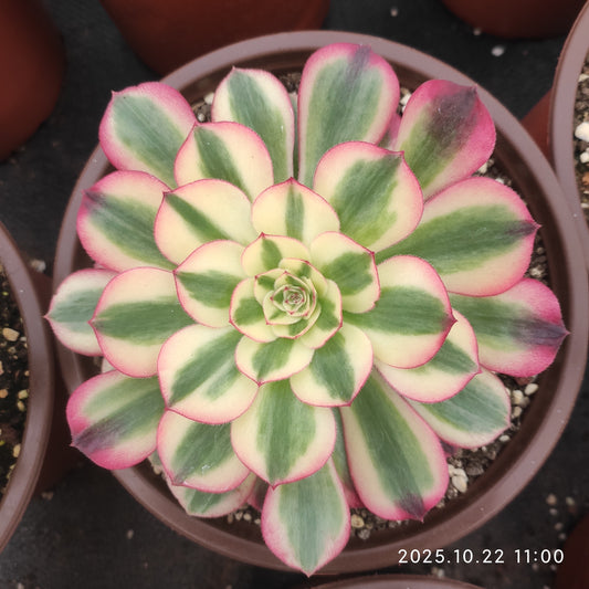 THH092 アエオニウム　ゴージャス（18cm pot）