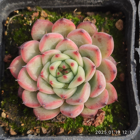NGN320 スターリー　スカイ(7cm pot)