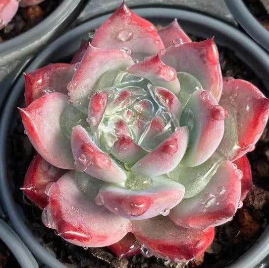 BL1423 ダイヤモンド コロラータ(9cm pot)