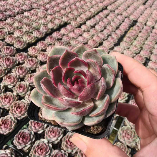 BL1816 ブラック　クィーン　Hyb（6.5cm pot）