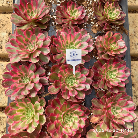 24051 クラウド・ロータス