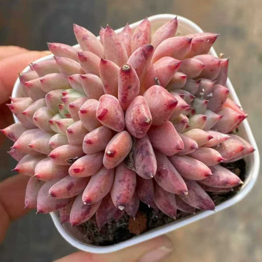 21504  ルージ　バットン（6.5cm pot）