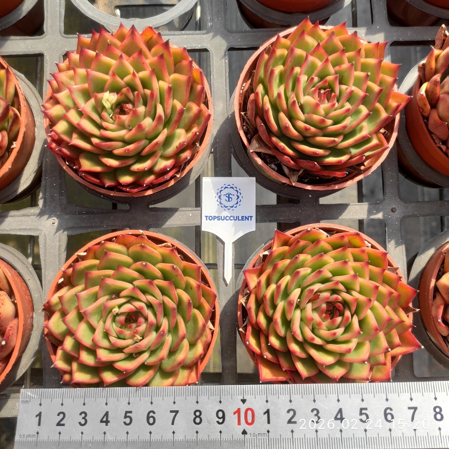 11728 クリムゾン キャンプファイヤー