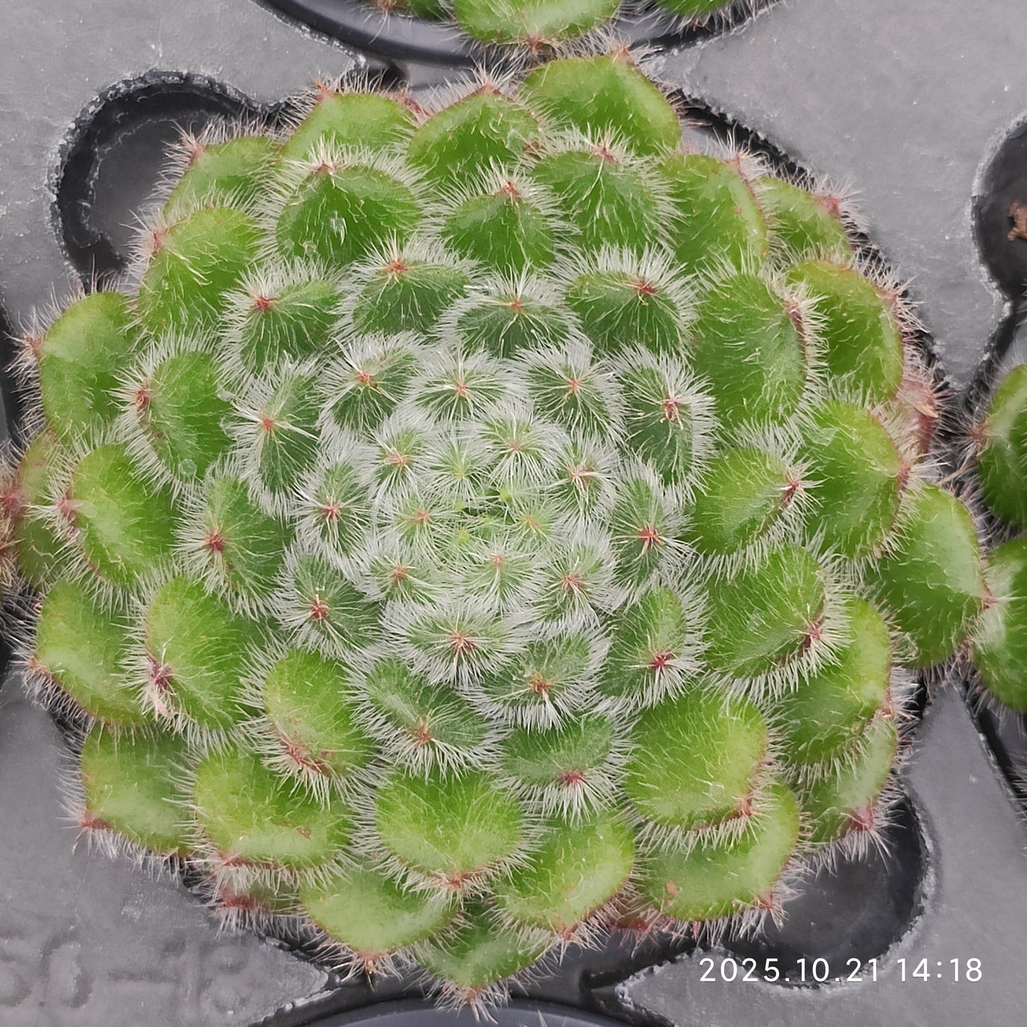 MMY1039 ゴールデン フルーツ（9cm pot）