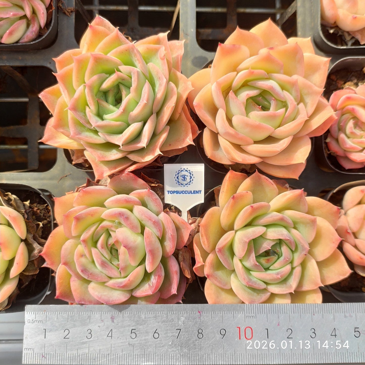 24676 シム　グロウ