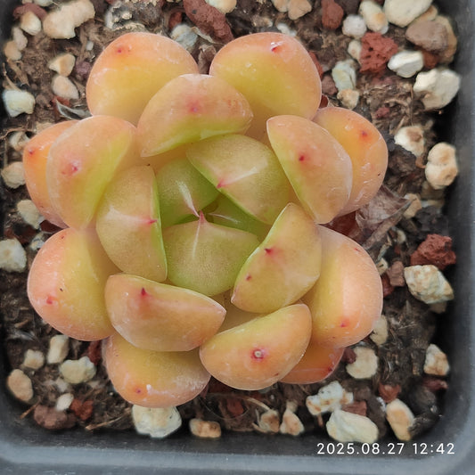 XQ1432 ダイアモンド　シャンパンHyb（6cm pot）