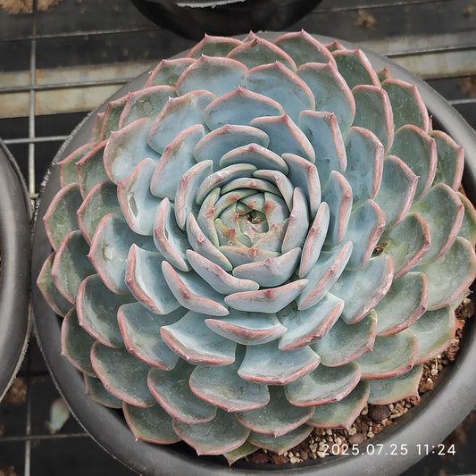 NGN745 パイレーツ/海賊（20cm pot）