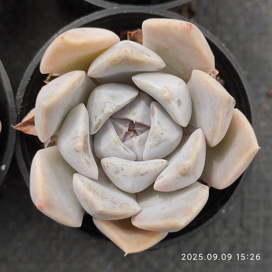 MMT390 タイニーバーガー（5.5cm pot）