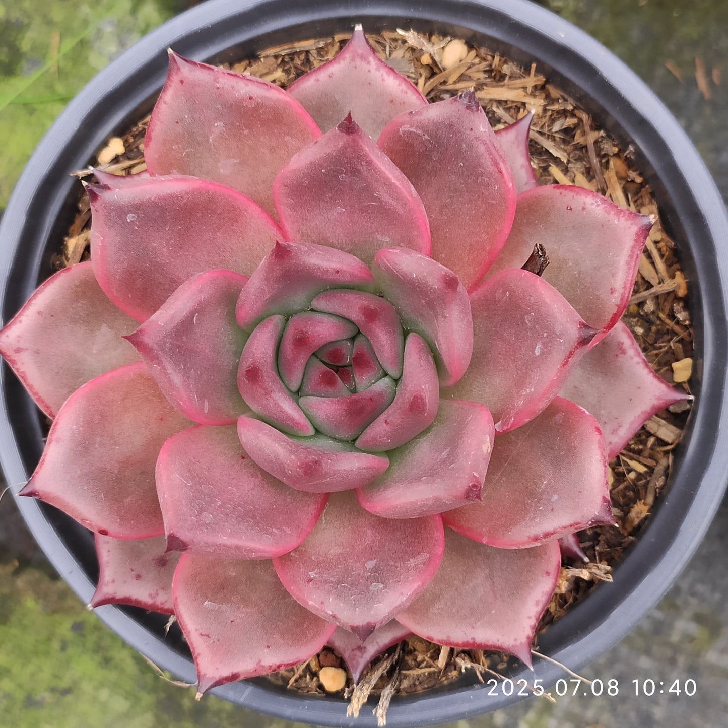 DQ129 ブラッドロメオ（12cm pot）