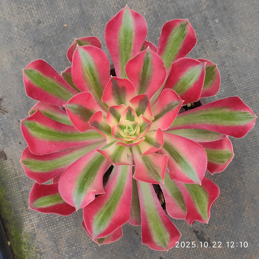 BC015 アエオニウム　ウィッチ（12cm pot）