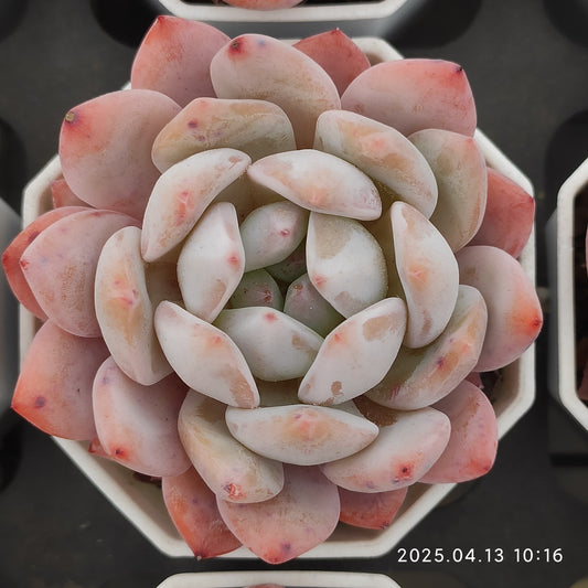 LMM316 モンロー（6.5 cm pot）