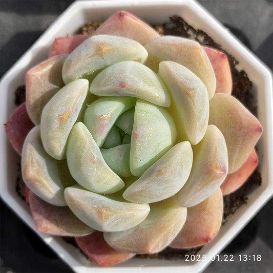 YBB016 クリスタル レイク （7cm pot）