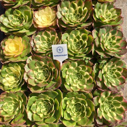 22302 アエオニウム　シーキング