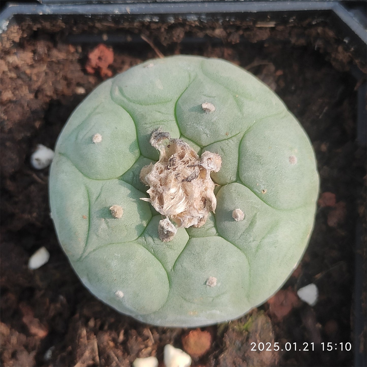 ZL026  烏羽玉（6cm pot）