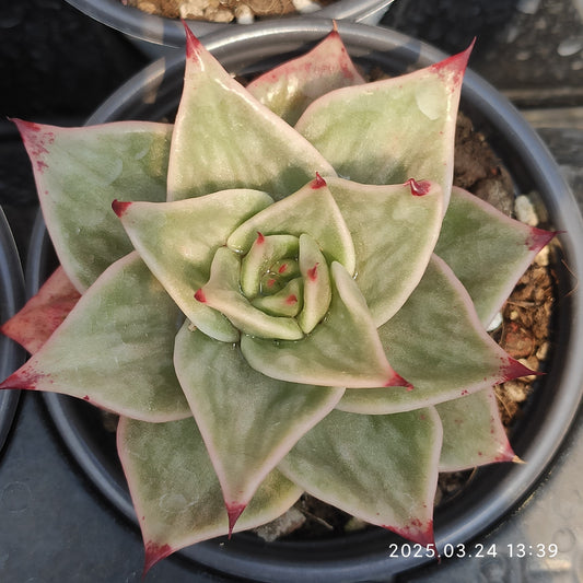 MMY782 ジェード　スター錦（9cm pot）