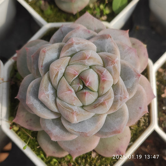 NGN363 スイートハート (7cm pot）