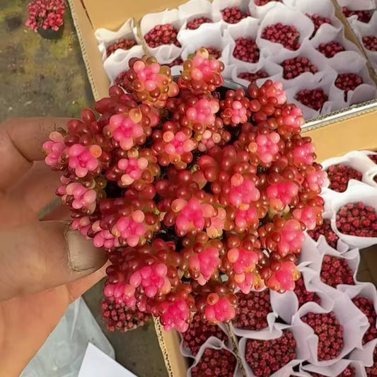 24957 ベリー薬錦