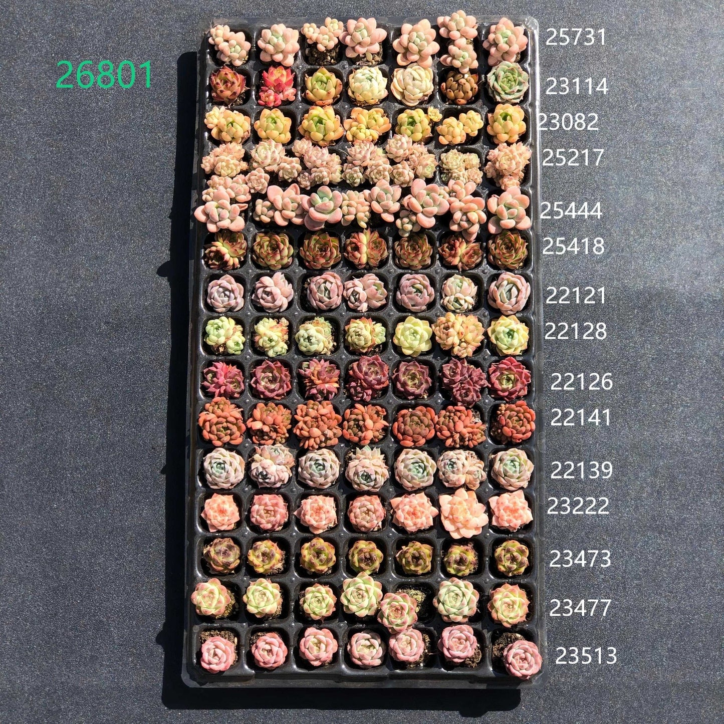 26801 105穴鍼灸プレートの組み合わせ 33