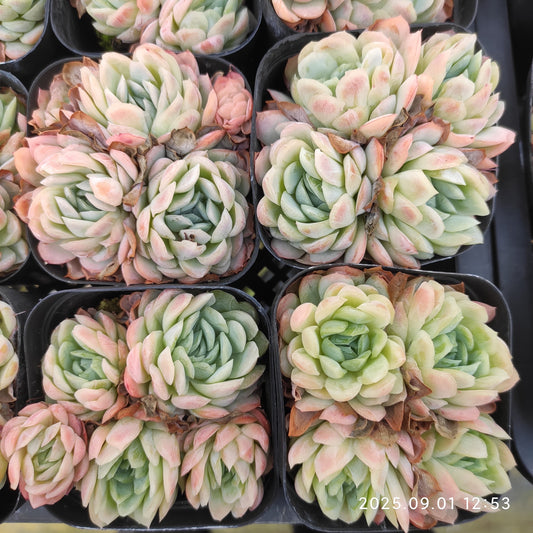 QN864 ラズベリーアイス（7cm pot）