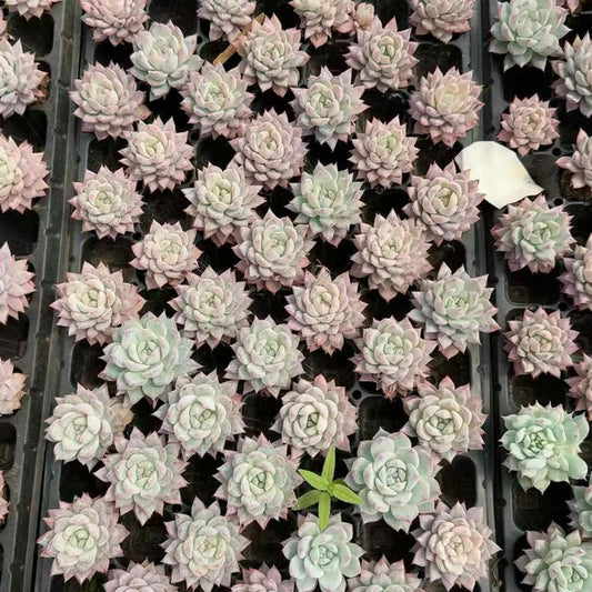 BL1831 ブルーバード（3 cm pot）