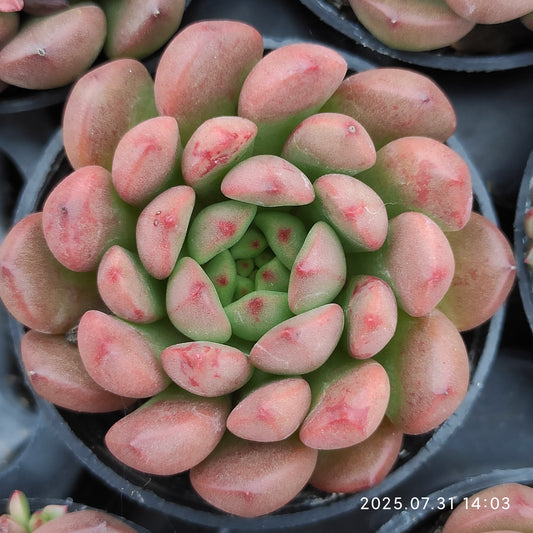 MMT197 ピンクルルビー （5.5cm pot）