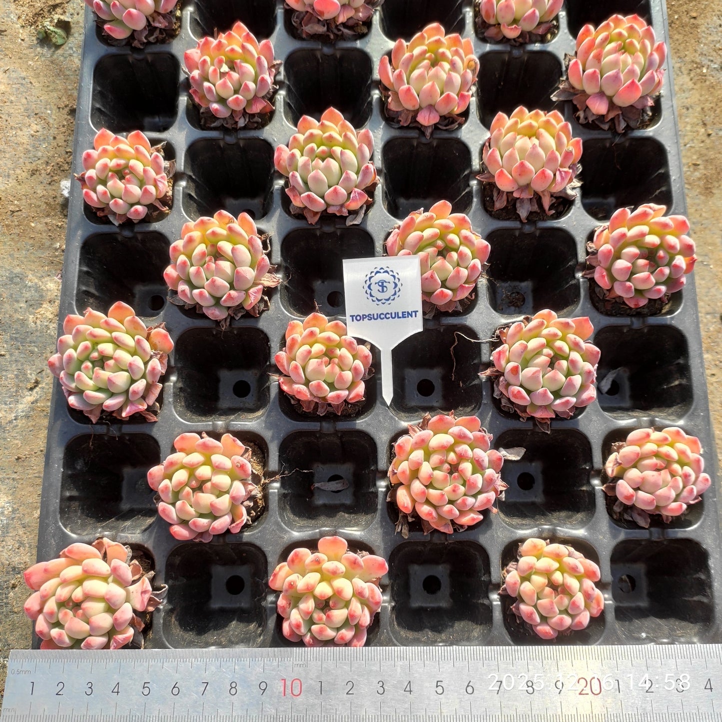 23534 ブルーエルフ（3cm pot）